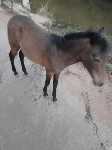 VENDE OU TROCA Égua piquira (so pra dar cria) e porda OBS: