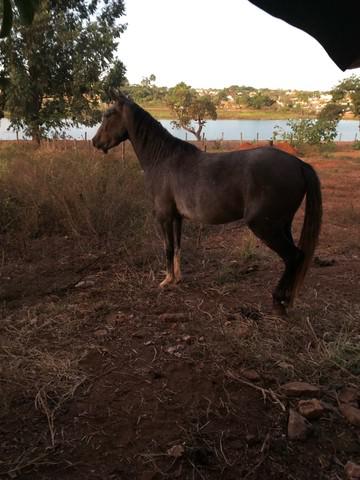 Vende se cavalo manga larga