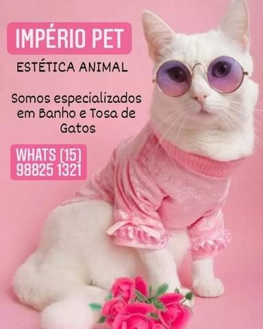 Banho e tosa em gatos