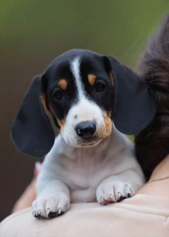 Basset dachshund