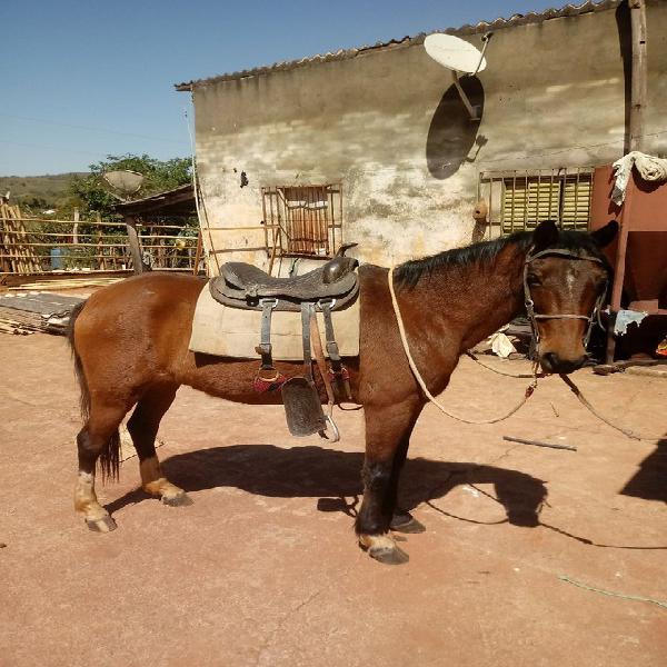 Cavalo charrete / carroça