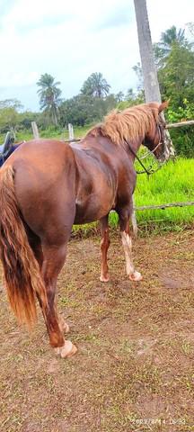 Cavalo de largo