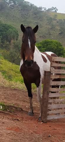 Egua pampa mangalarga mineira