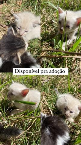 Gatinhos disponíveis para adoção responsável