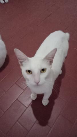 Gato branco castrado Belém-Pa