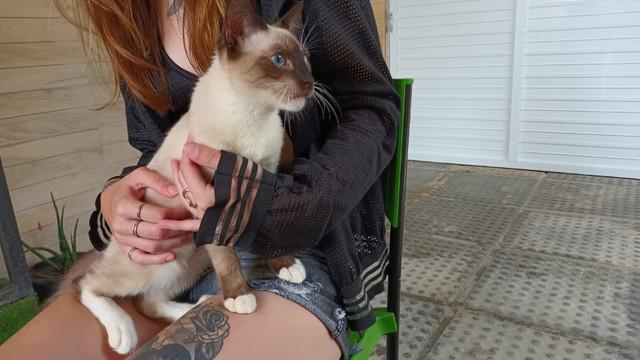 Linda gatinha, filhote, muito dócil e apaixonante