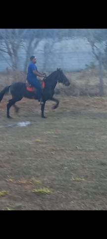 Lindo cavalo mangalarga machador