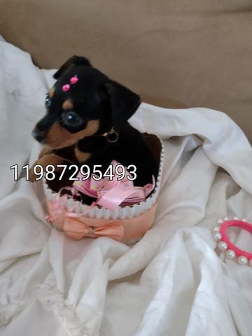 Pinscher minúsculos