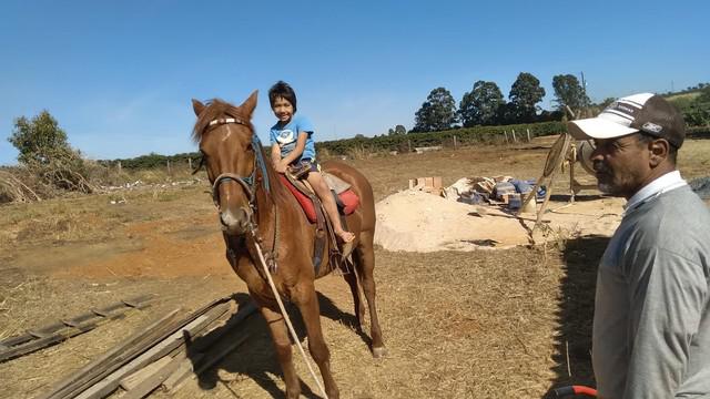 Vende se cavalo quarto de milha