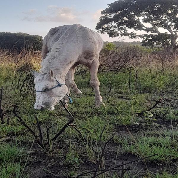 Vendo um cavalo