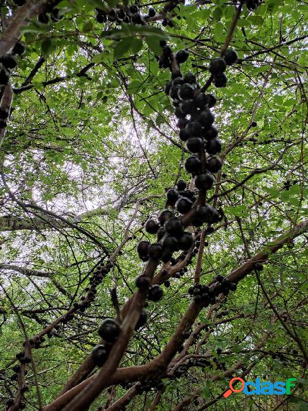 Chácara em Pedra Preta 1