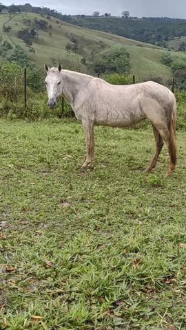 Gua mangalarga marchador