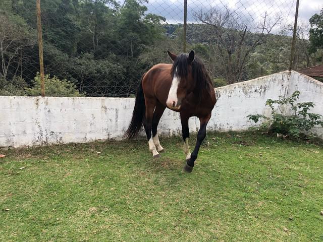 Cavalo mestiço de manga larga