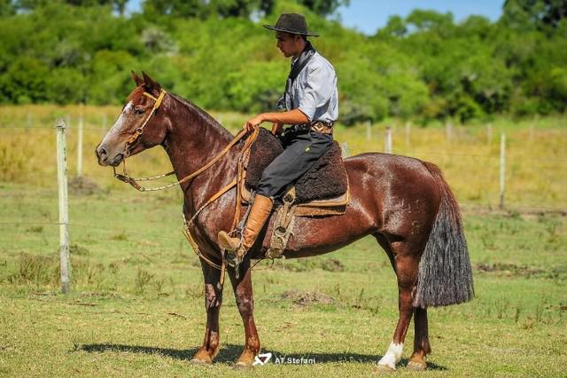 Linda égua crioula pura, jovem, tostada, registrada e