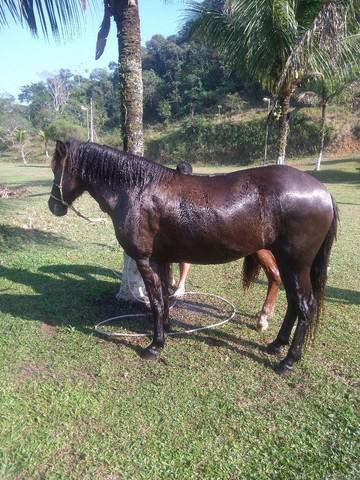 Vendo éguas e potro mangalarga (2 éguas+ 1 potro)