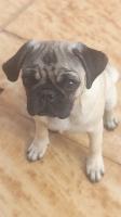 Vende cachorro raça pug fêmea