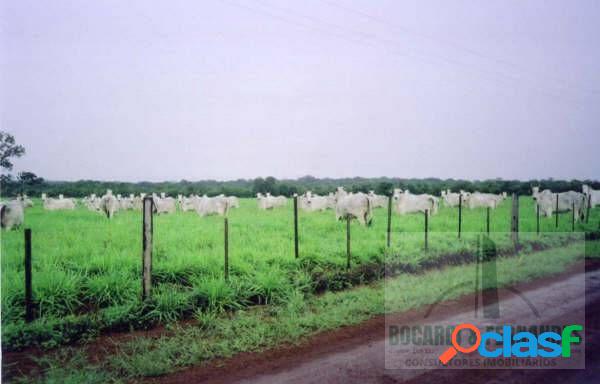 Fazenda produtiva no Tocantins, 110.000 hectares, pecuária e agricultura