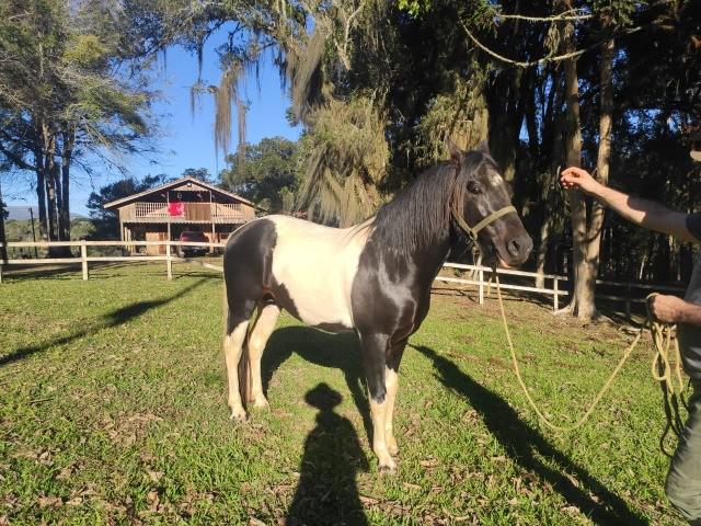 Cavalo Garanhão Manga Larga