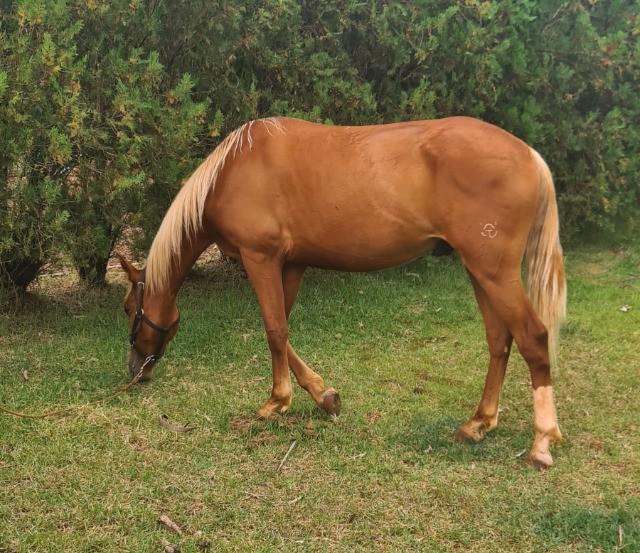 Cavalo Mangalarga x Quarto de milha