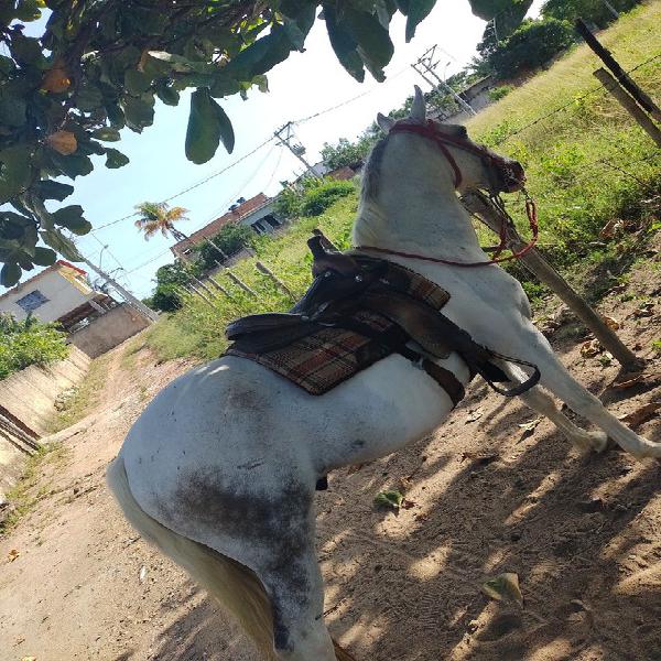 Cavalo paint horse