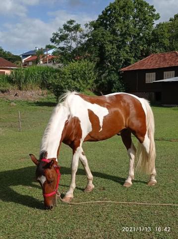 Cavalo tubiano manso