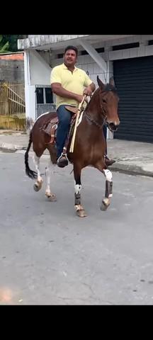 Potra Mangalarga Marchador