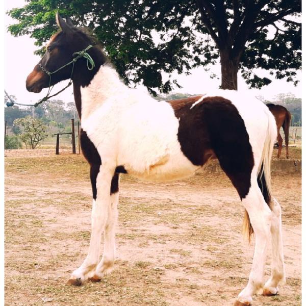 Potro Mangalarga Marchador Registrado