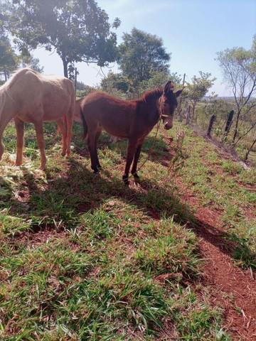 Vende se égua prenha mais burro no pé