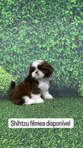 Shihtzu gracinha de filhote