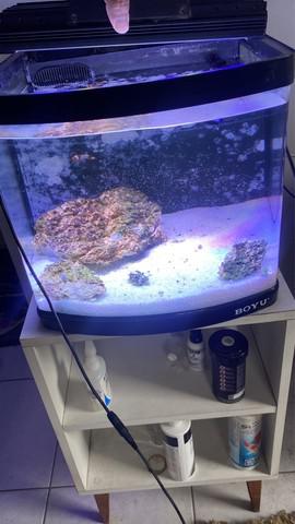 Aquário marinho 50l