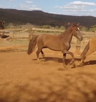 Cavalo manga larga machador