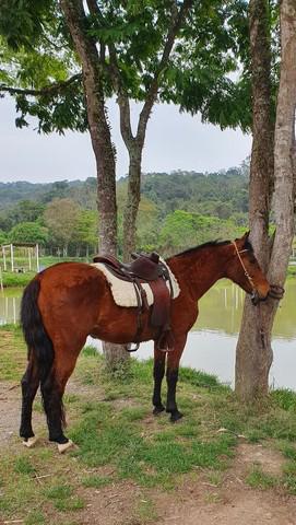 Cavalo mangalarga picada e batida top