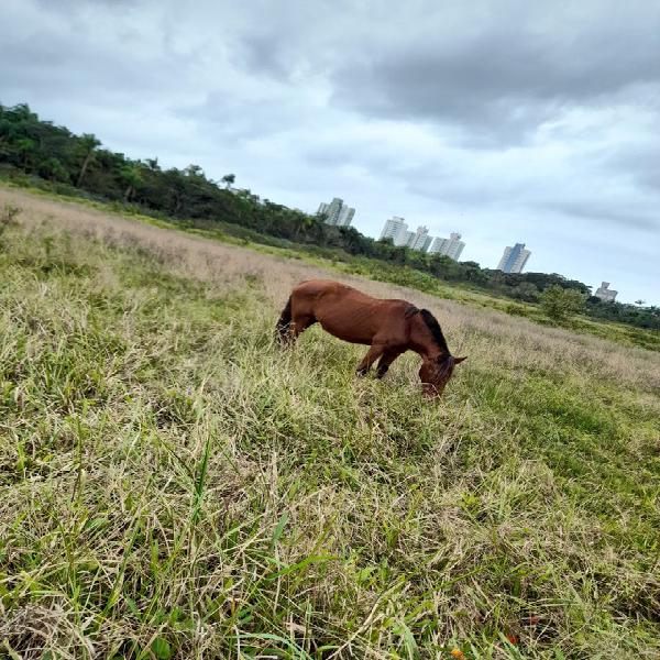 Cavalo crioulo