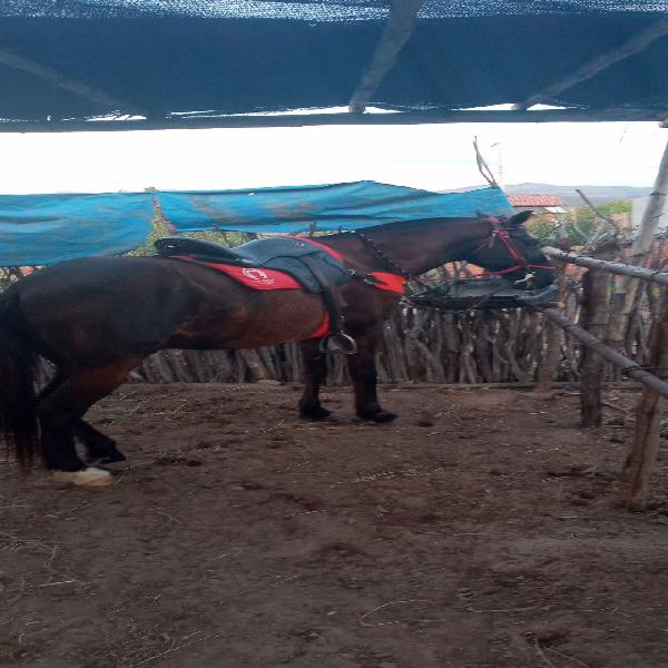 Cavalo de picado pra ir embora hoje vendo selado tbm compro