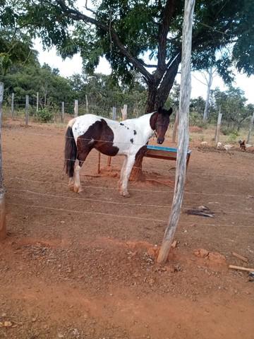 Cavalo marcha picada top