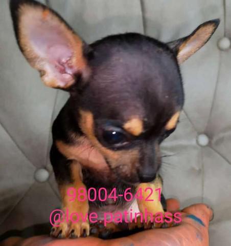 Pinscher miudinhos vacinados