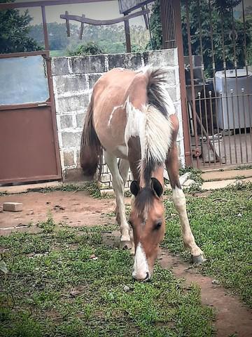 Potro pampa e potro baio