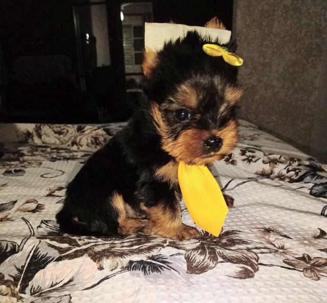 Yorkshire Terrier (R$899.00 Machinho C/ Vacinas importada