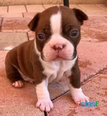 Boston terrier filhotes a venda red