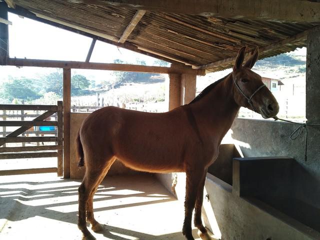 Burro marcha picada