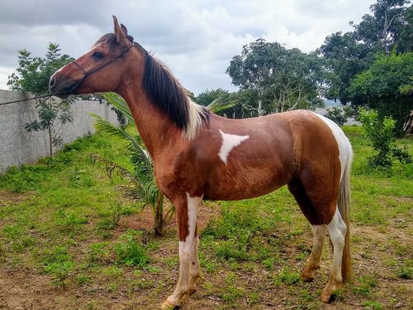 Cavalo pampa castrado com 6 anos e meio muito bom de picado