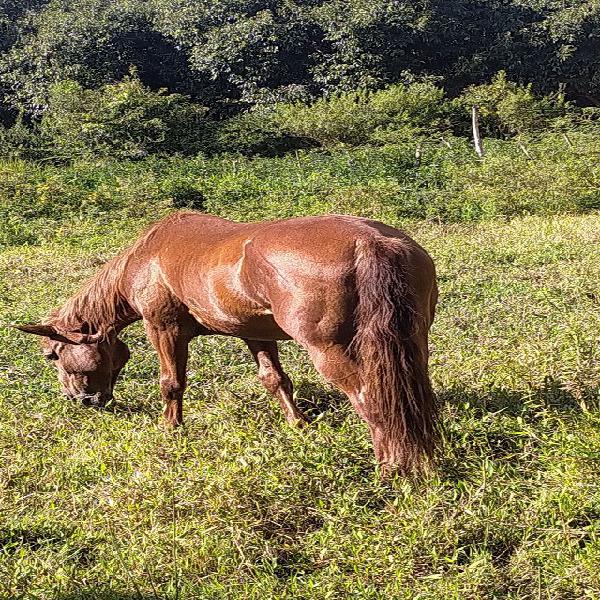 Cavalo bom de carroça