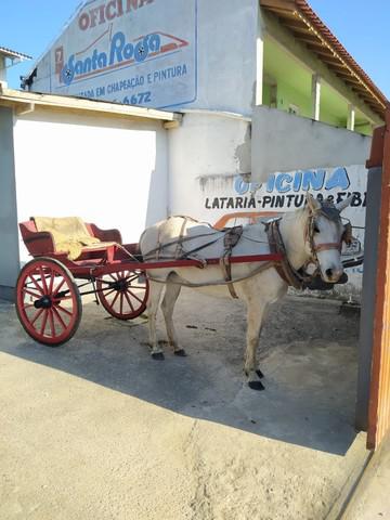 Cavalo charrete