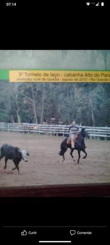 Cavalo extremamente manso pra criança e adulto, professor