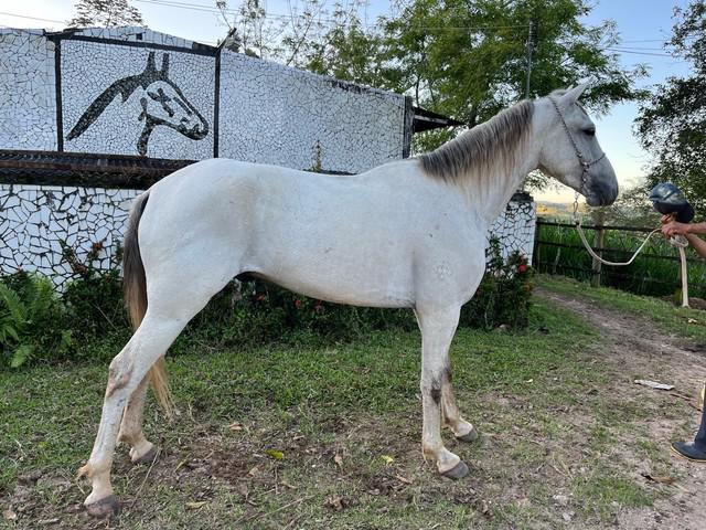 Cavalos venda permanente no haras Feijó - Cavalos e acessórios