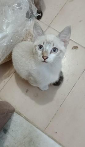 Filhote gato siamês lindo olhos azuis 3,1 meses macho