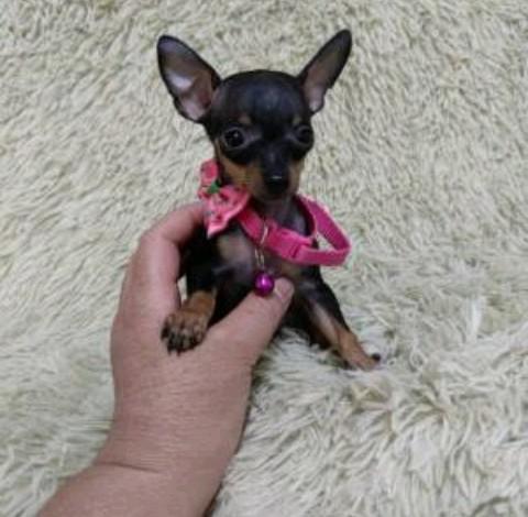 Pinscher miniatura !!!