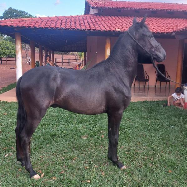 Potro preto mangalarga marchador