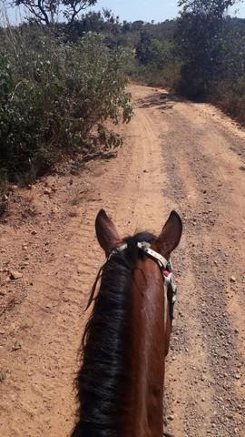 Vende-se cavalo ?