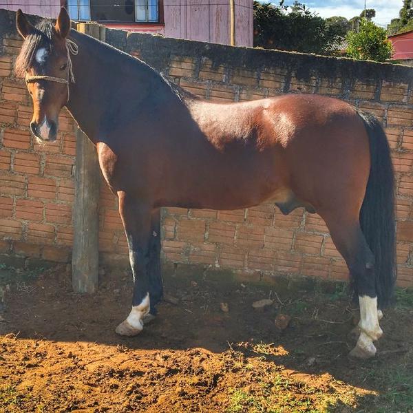 Vendo cavalo crioulo Inteiro!